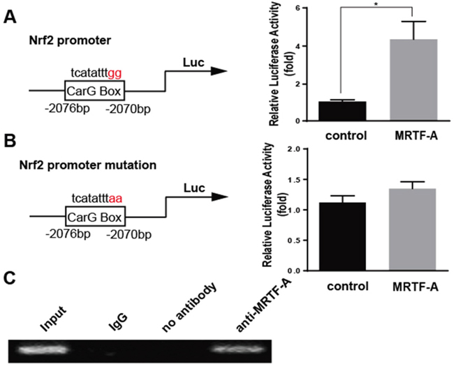 MRTF-A effected the Nrf2 expression through binding to the CarG box of Nrf2 promoter.