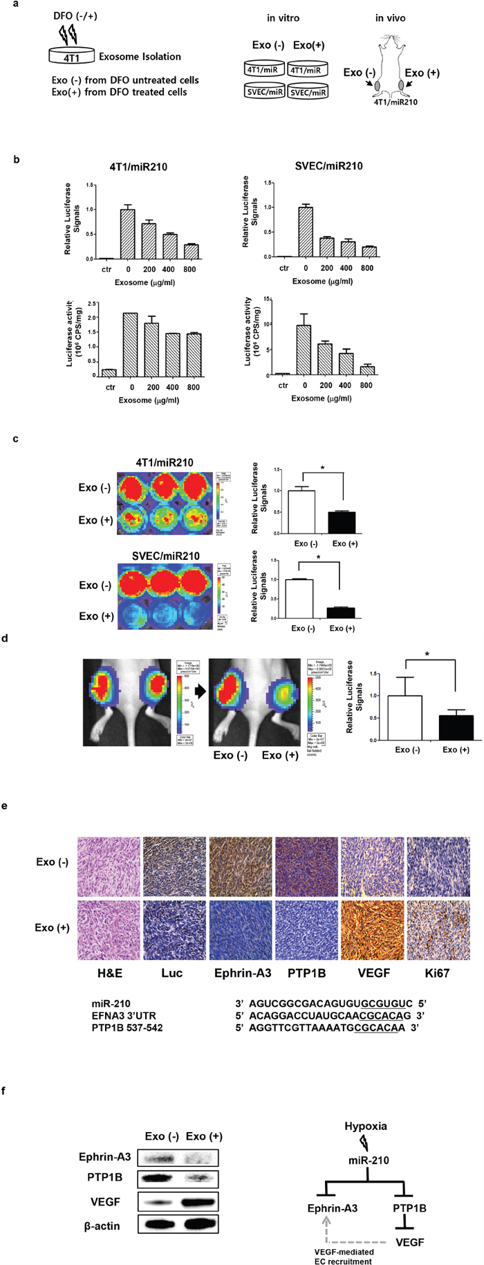 In vitro and in vivo miR-210 activation by hypoxic exosomes.