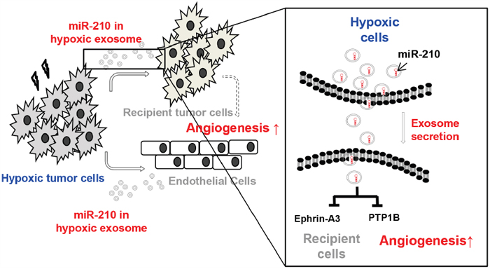 Summary. Hypoxic tumor cells release exosomes containing miR-210 and transfer them to neighboring cells in the tumor microenvironment.