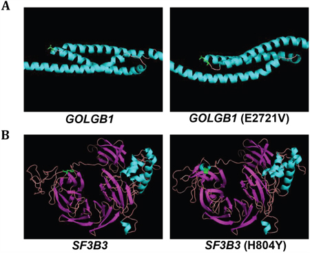 Predicted protein structures for wild-type and mutant-type GOLGB1 and SF3B3.