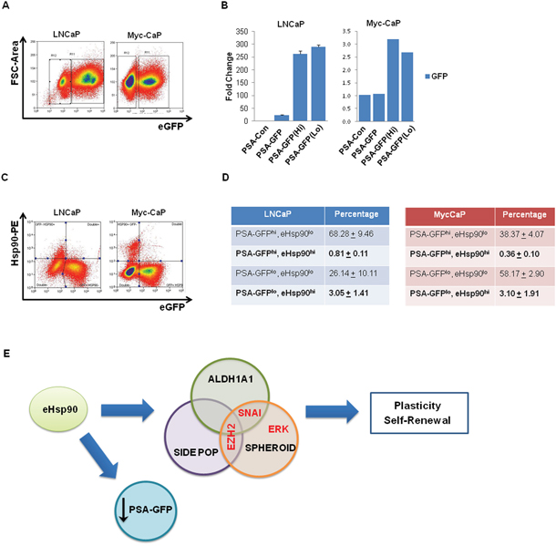 Surface-bound Hsp90 co-segregates with a subset of PSA(lo)-expressing cells.