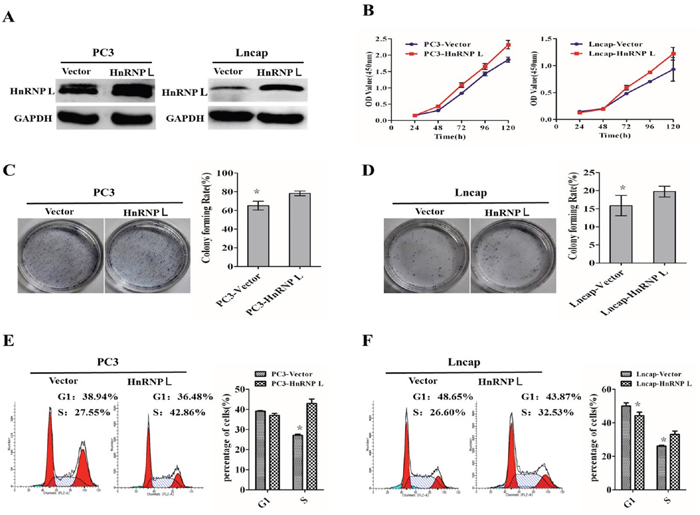 Upregulation of HnRNP-L promotes the proliferation of prostate cancer cell lines via accelerating the progress of cell cycle.