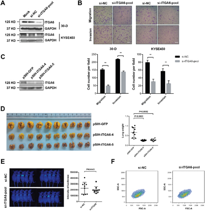 Decreased level of integrin &#x03B1;6 inhibits invasion and metastasis of ESCC cells.