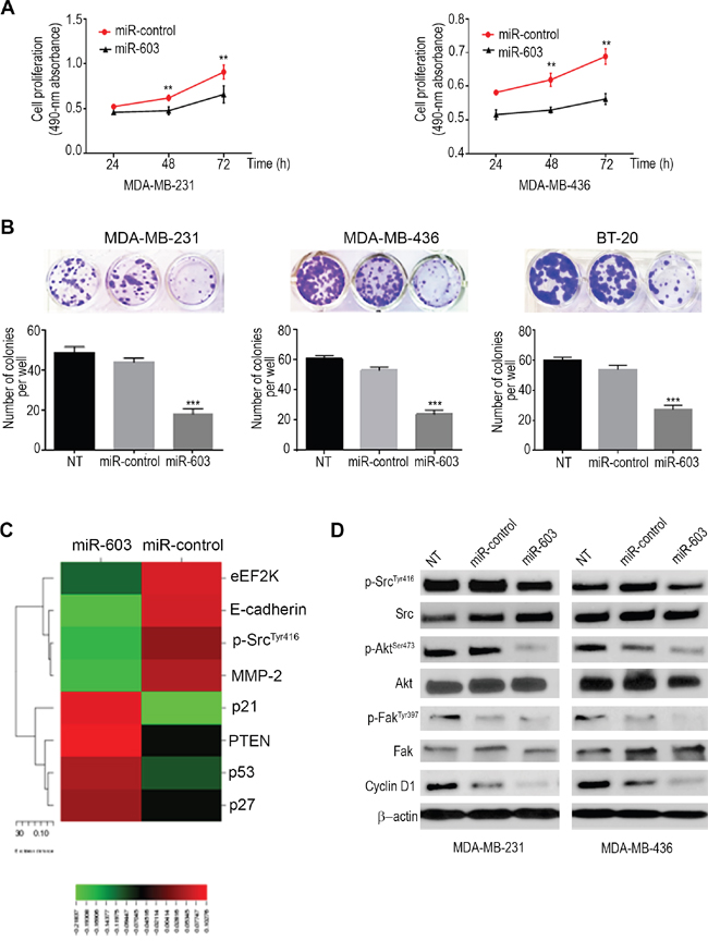 Figure 3. Ectopic expression of miR-603 suppresses TNBC cell proliferation and clonogenic ability in vitro.