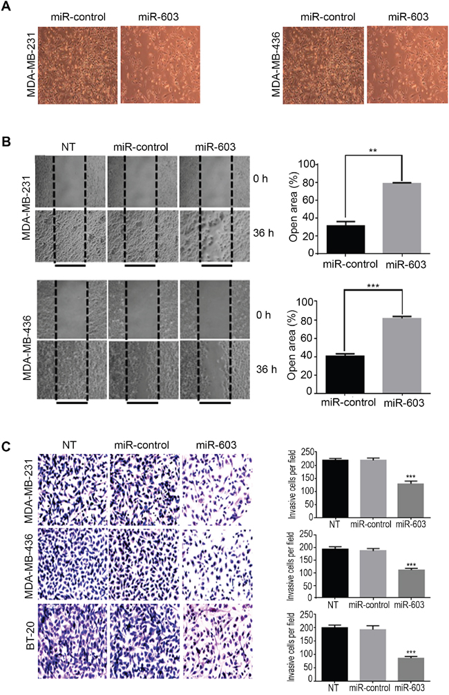 Figure 4. Transfection of TNBC cells with miR-603 suppresses migration and invasion of the cells in vitro.