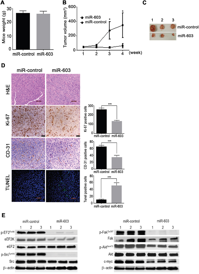 Figure 6. In vivo systemic administration of miR-603 nanoparticles inhibits growth TNBC xenografts in mice.