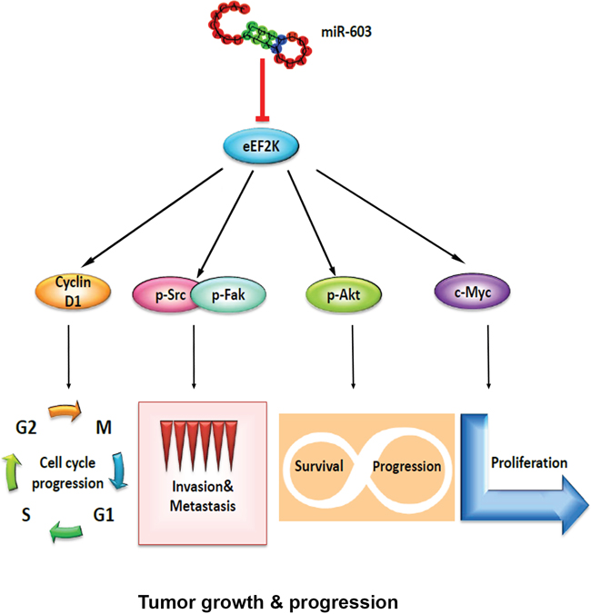 Figure 7. Schematic model of the regulatory pathways involving miR-603 and eEF2K in triple-negative breast cancer.