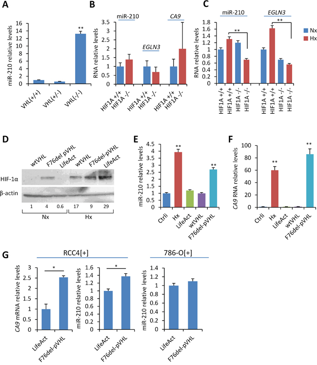 In vitro and in vivo analysis of the role of VHL and HIF-1&#x03B1; on miR-210 expression.