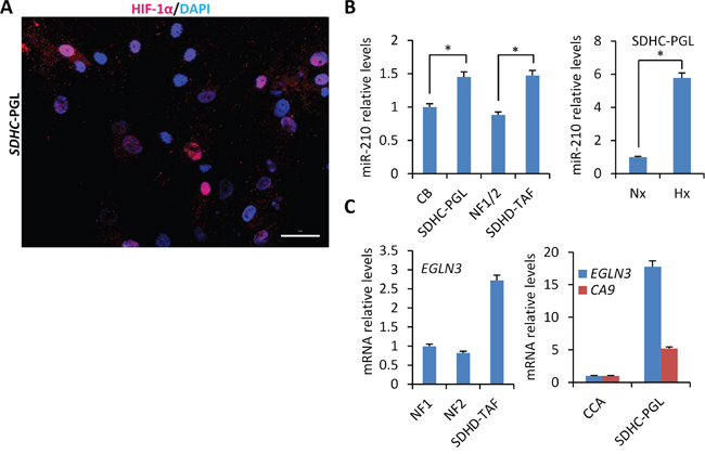 Mild heterogeneous activation of HIF-1&#x03B1;/miR-210 signaling axis in PGL-derived cells carrying SDHx mutations.