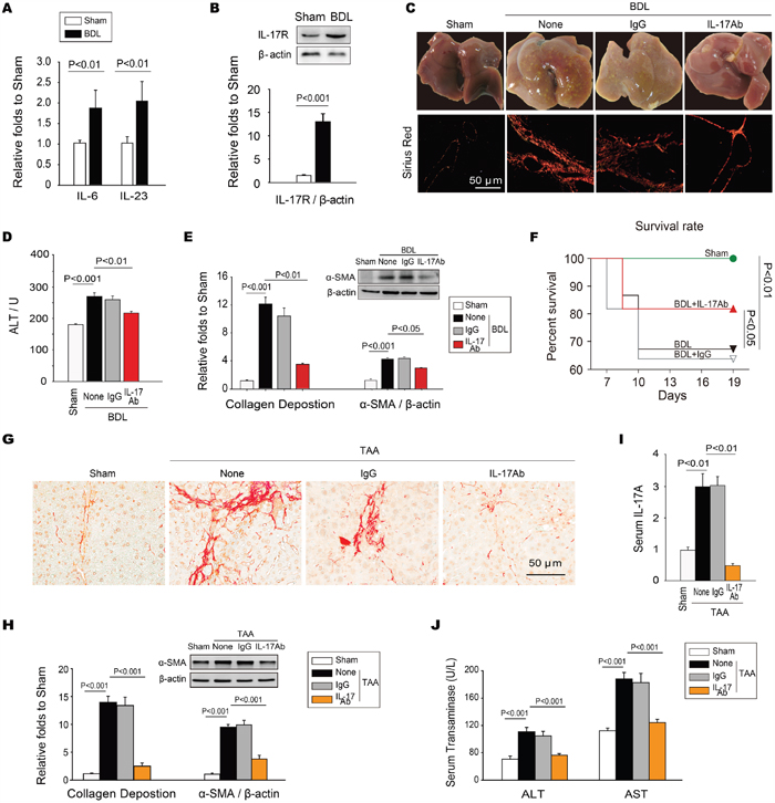 Neutralization of IL-17A inhibits the development of hepatic fibrosis.