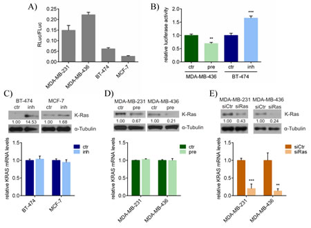 miR-200c inhibits K-ras protein expression without affecting