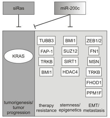 Regulatory network of miR-200c.