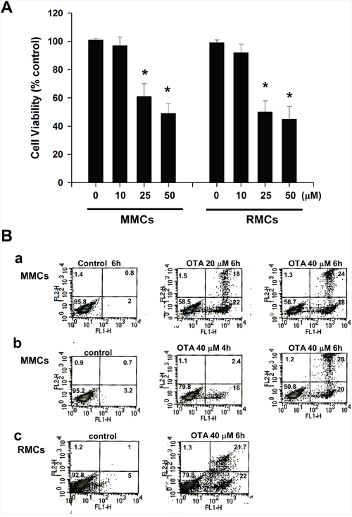 Effects of ochratoxin A (OTA) on cell viability and apoptosis in mouse mesangial cells (MMCs) and rat mesangial cells (RMCs).