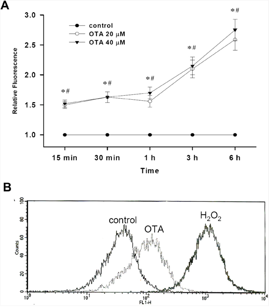 Effect of OTA on ROS generation in mesangial cells.