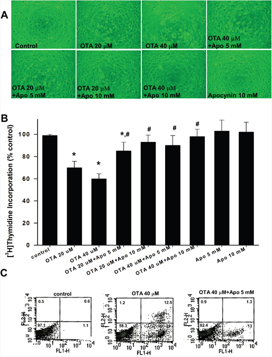 Effects of apocynin on cell growth and apoptosis in mesangial cells.
