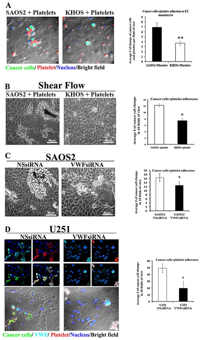 VWF expression increases the adhesion capacity of cancer cells to platelets and endothelial monolayer under static and flow conditions.