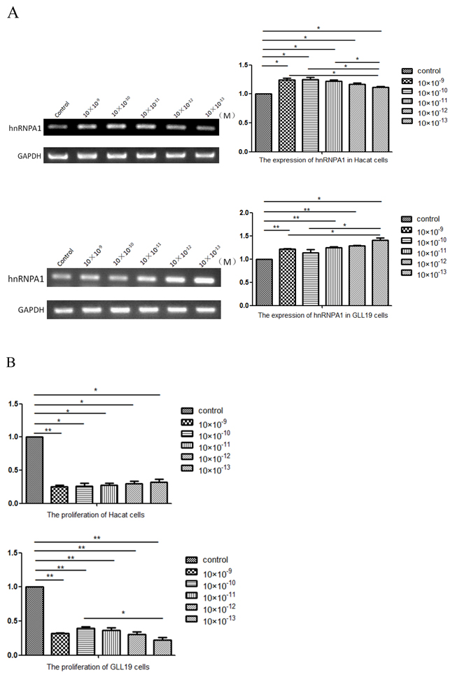 Estradiol-treatment results in the alteration of hnRNPA1 and MDM2 may not correlate to P53.