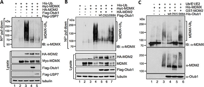 Otub1 suppresses MDM2-mediated MDMX ubiquitination in cells and in vitro.