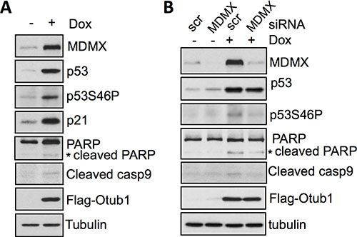 Otub1-stabilized MDMX promotes p53 phosphorylation at S46 and induces apoptosis.