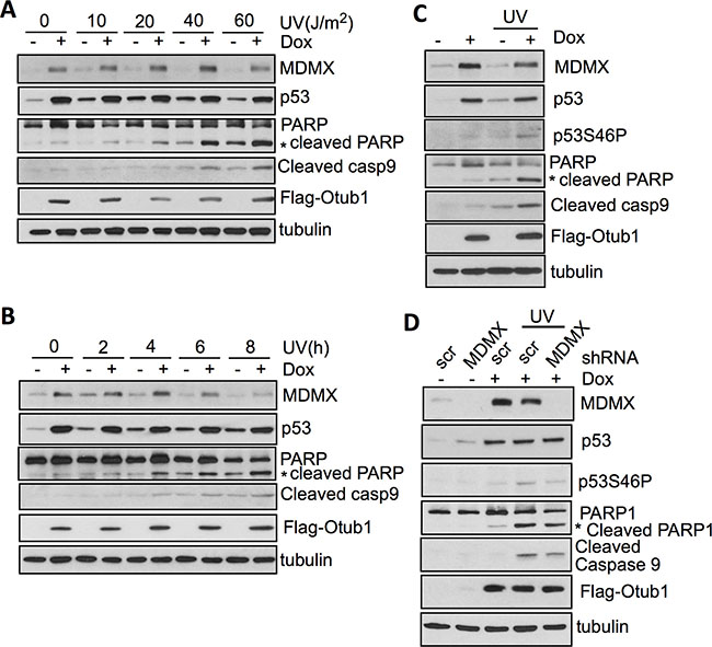 Otub1-stabilized MDMX contributes to p53 phosphorylation at S46 and apoptosis in response to UV irradiation.