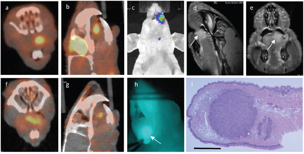 Multimodality imaging: Same animal with a 1.66 millimeter large tumor in the left anterior tongue subjected to 18FDG-PET a, b. uPAR-PET f, g. BLI c. MRI d, e. white arrow marking tumor) and uPAR NIRF imaging h. in vivo.