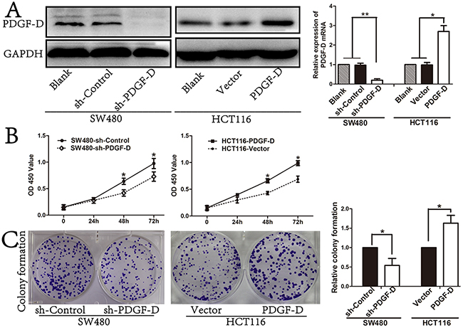 PDGF-D expression promotes cell cell growth and colony formation.