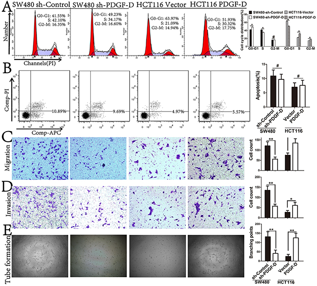 PDGF-D expression promotes cell cycle distribution, aggressiveness, and angiogenesis, but not in apotosis.