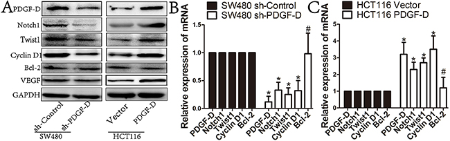 PDGF-D increases the expression of Notch1 in CRC cells.