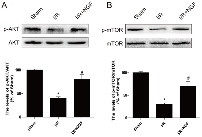 The PI3K/AKT and mTOR signaling pathways are activated by NGF treatment three days after ischemia/reperfusion injury.
