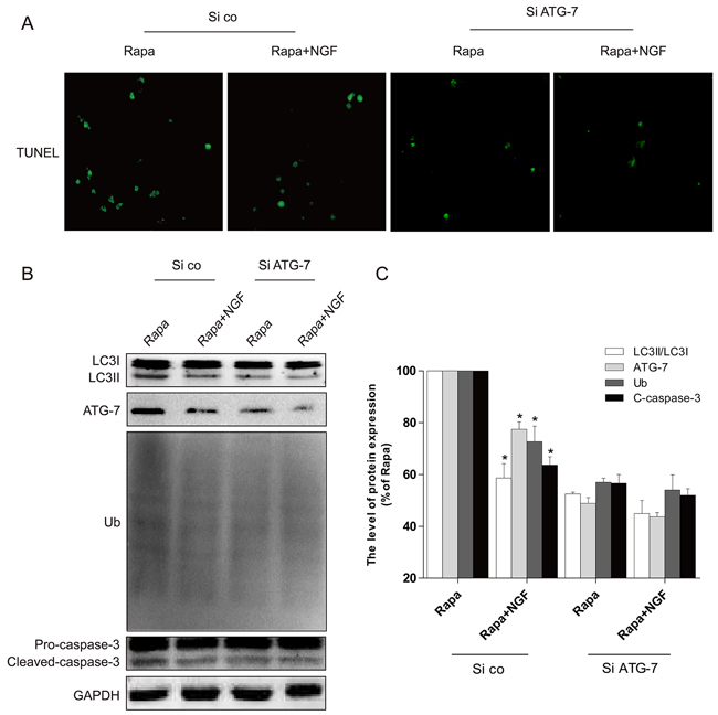 Silencing of ATG-7 partially blocked the harmful effects of rapamycin.