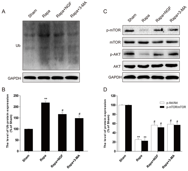 NGF could inhibit rapamycin-induced protein ubiquitination through PI3K/AKT and mTOR pathways in H9C2 cells.
