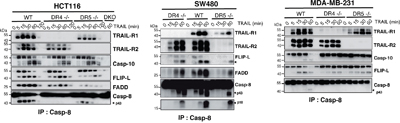 Loss of TRAIL-R1 impairs caspase-8 activation within TRAIL DISC.