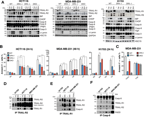 TRAIL-R1 contributes to ER stress-mediated apoptosis.