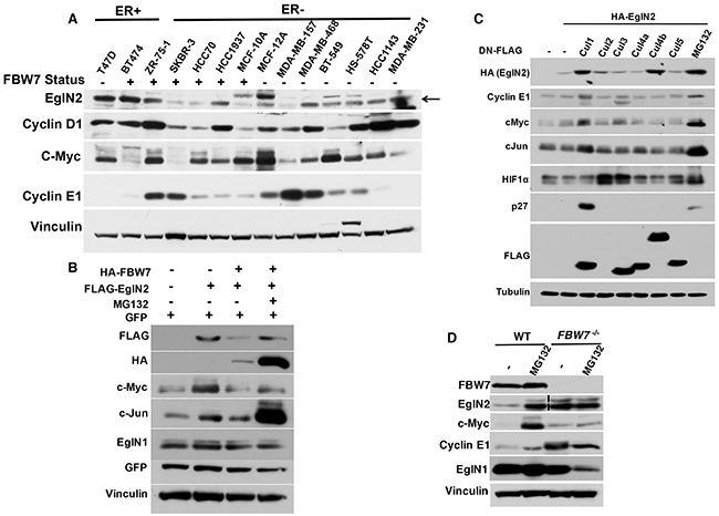 EglN2 Protein Stability is Negatively Regulated by FBW7.