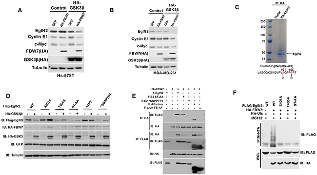 EglN2 C-terminal Residues Might Mediate Its Negative Regulation by FBW7.