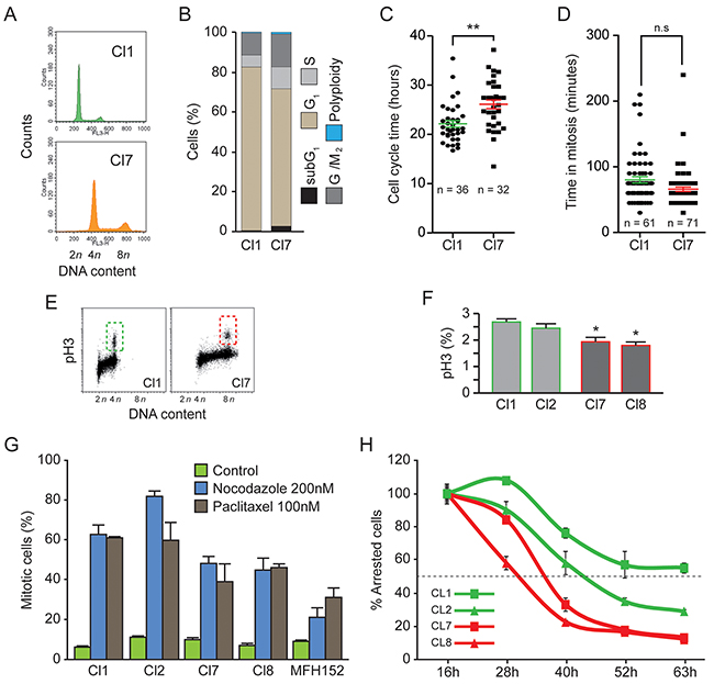 Cell cycle of diploid and tetraploid clones is similar but tetraploid clones have a weak spindle assembly checkpoint.