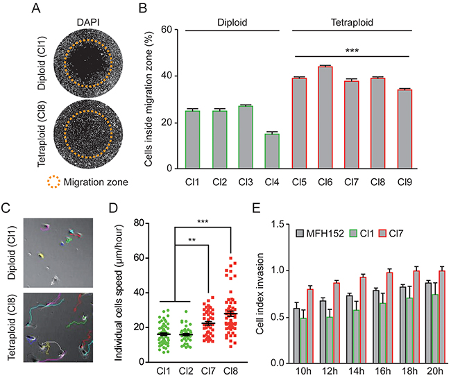 Tetraploid clones are more motile and invasive than diploid clones.