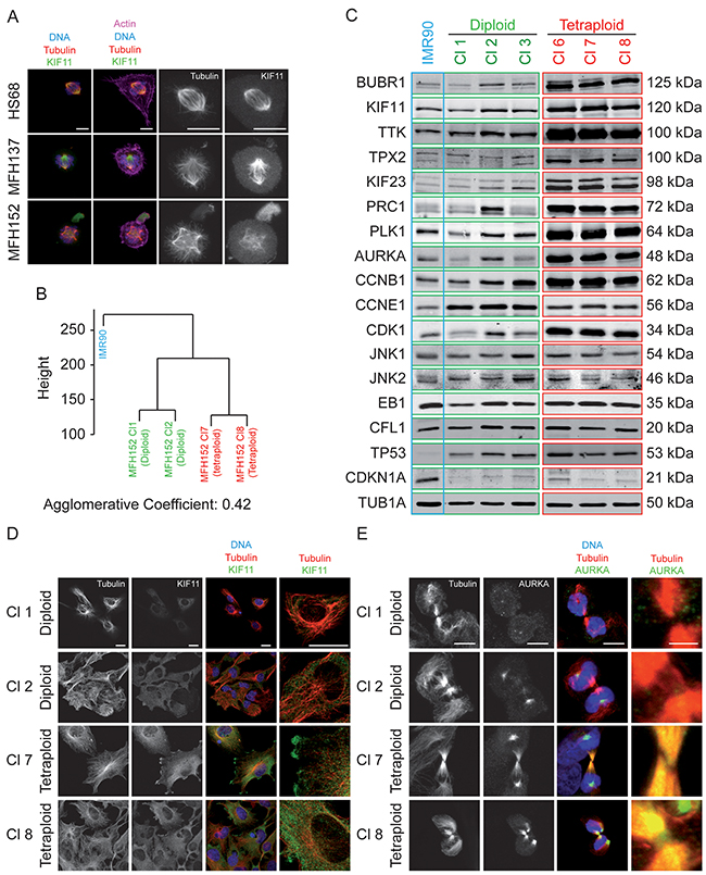 Tetraploid clones overexpress numerous proteins implicated in mitotic control and chromosome integrity.