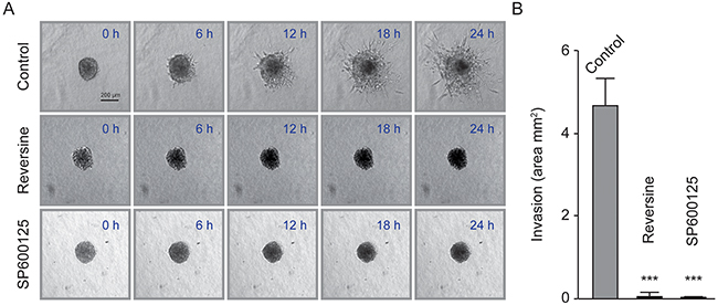 Reversine and SP600125 inhibit diploid MFH152 clone invasion in 3D.