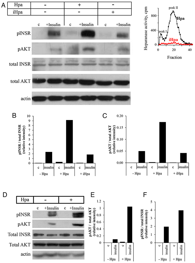 Recombinant heparanase enzyme enhances insulin receptor signaling pathway in breast cancer cells.