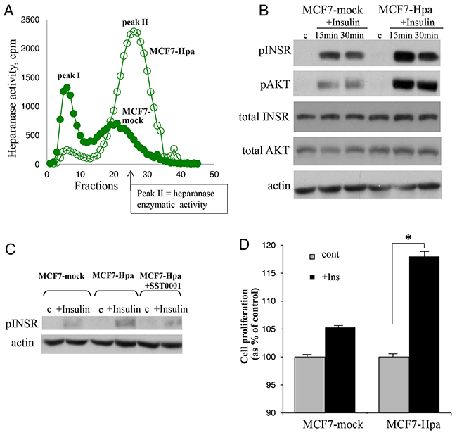 Heparanase overexpression enhances insulin receptor signaling pathway and augments proliferative response to insulin in MCF-7 cells.