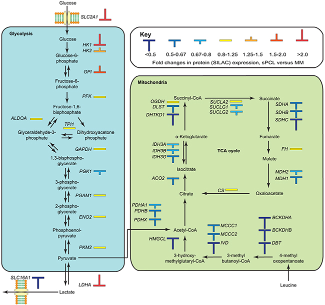 Overview of differentially expressed proteins in the glycolytic and oxidative metabolic pathways.