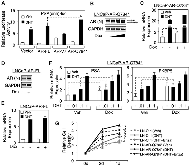 AR-Q784* enhances the transcription activity of endogenous AR-FL in PCa cells stimulated by low levels of androgen.