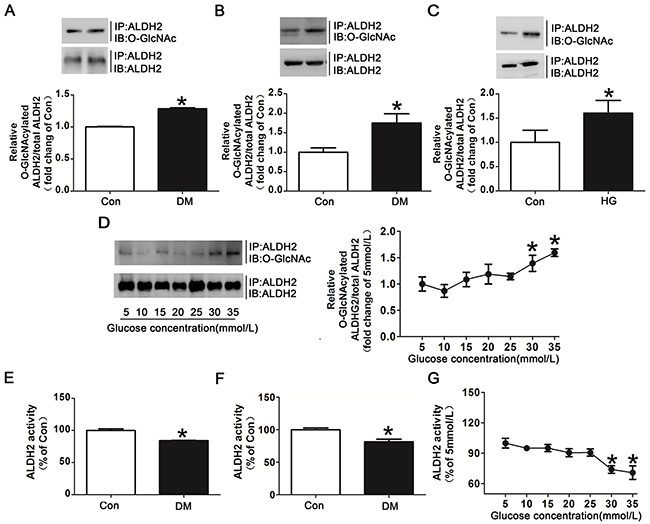 Hyperglycemia increased ALDH2 O-GlcNAc modification and decreased its activity both in vivo and in vitro.