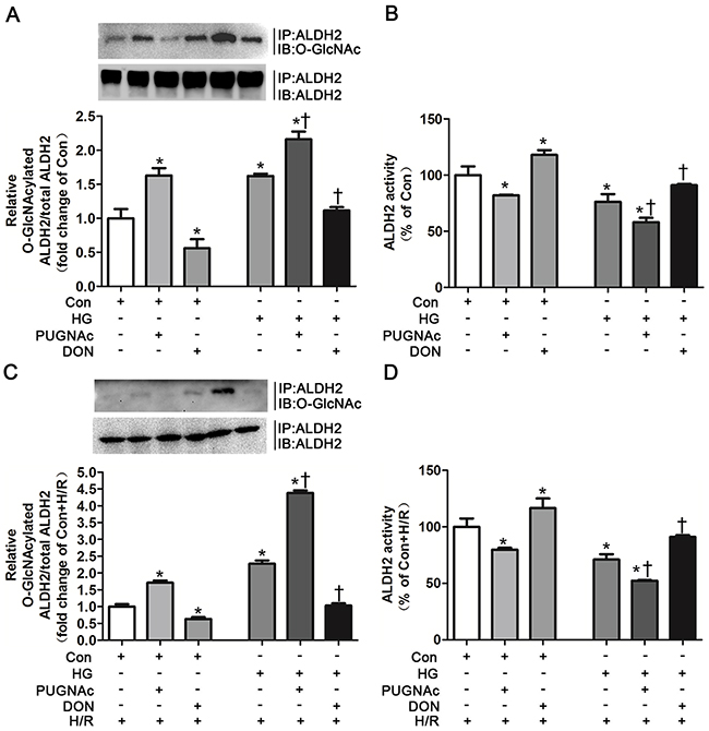 O-GlcNAc modification of ALDH2 resulted in its activity decrease.