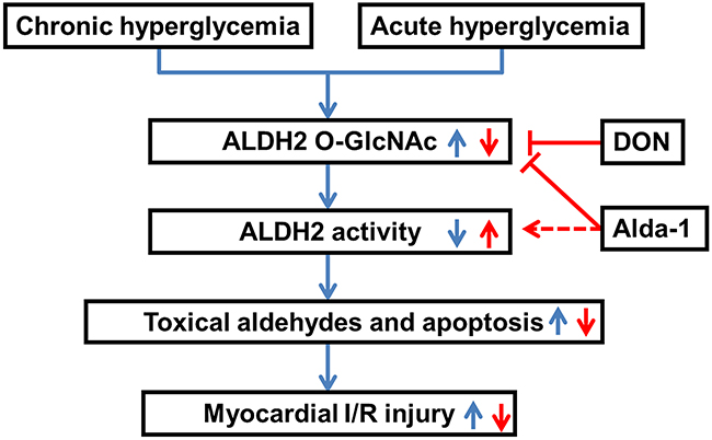 Working model of a novel mechanism for hyperglycemia-exacerbated myocardial ischemia/reperfusion injury.
