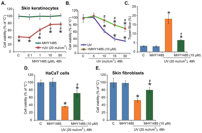 Figure 1. MHY1485 inhibits UV-induced skin cell death.