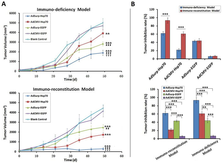 The efficacy of virus treatments in gastric cancer xenograft models. (A)