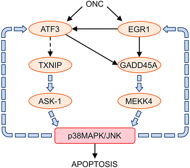 Relationship between ONC up-regulated genes and the p38MAPK/JNK signaling pathways.