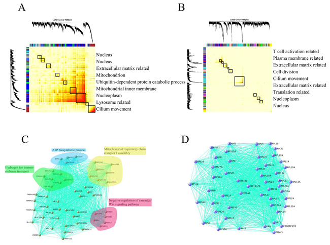 Comparison of the module structure in normal lung tissue A. and lung adenocarcinoma B. using WGCNA.